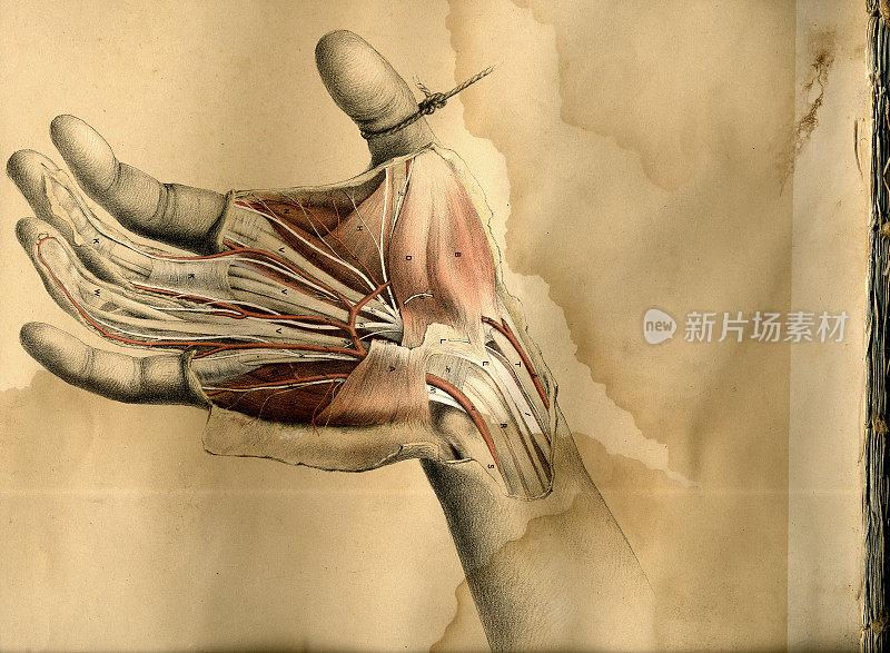 手解剖图