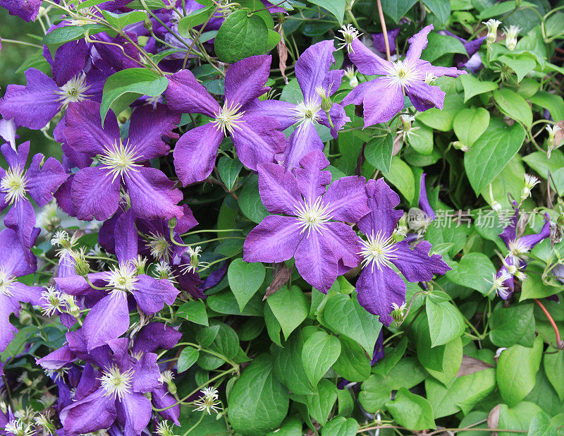 紫色的铁线莲的花