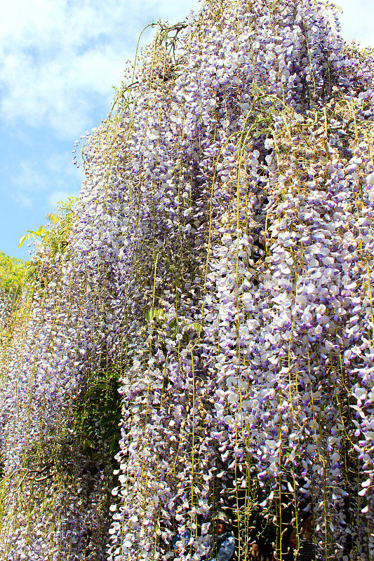 紫藤花图片(品种:紫藤花)