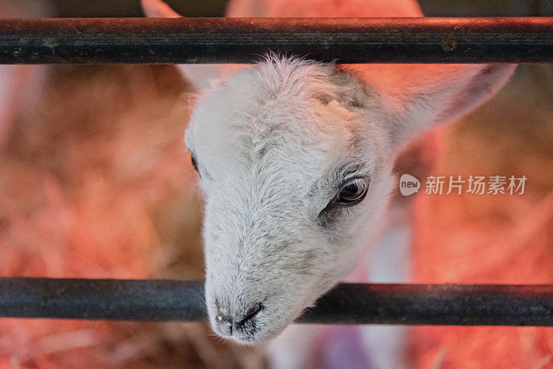 在热灯下休息的新生羊羔