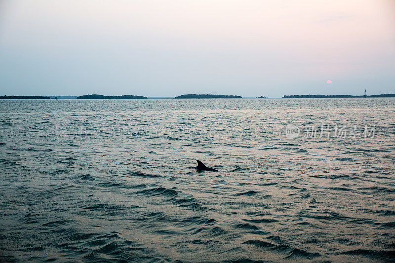 海豚在日落时分