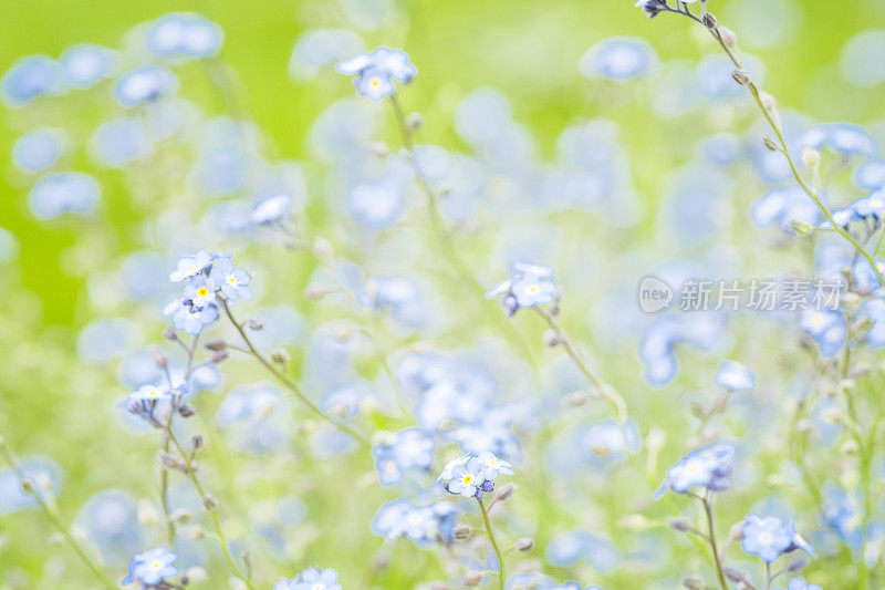 淡蓝勿忘我花的散焦背景