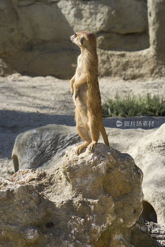 猫鼬概要