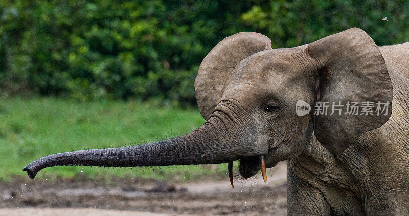 森林大象的肖像。中非共和国。刚果共和国。Dzanga-Sangha特别保护区。