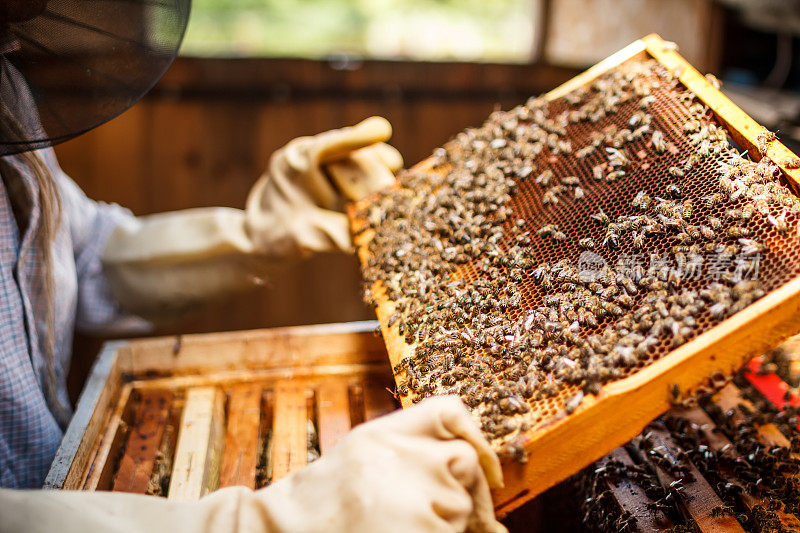 养蜂人从蜂箱中举起一个托盘