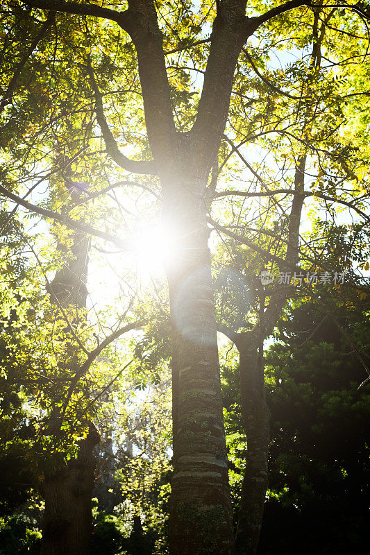 拂晓时，苍白的阳光透过树林的树叶