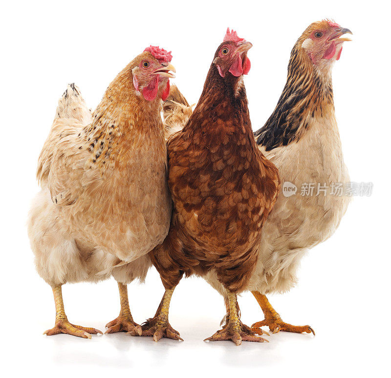 三个棕色的鸡。