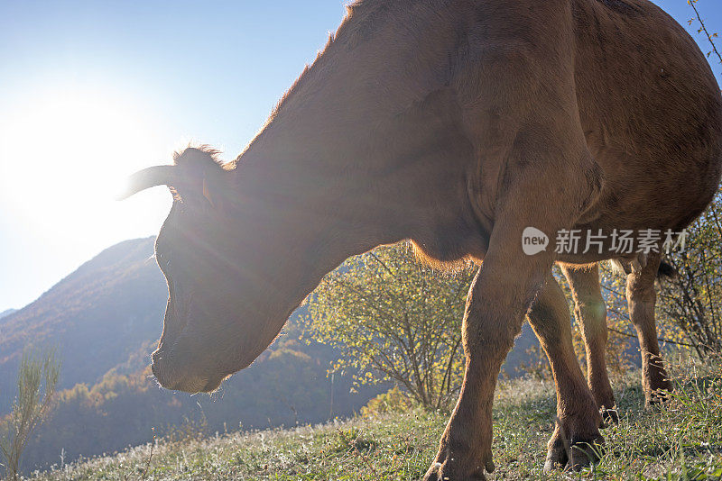 奶牛在日出时吃草