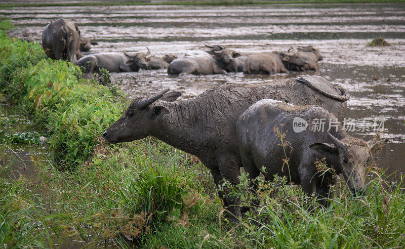 越南稻田里的水牛