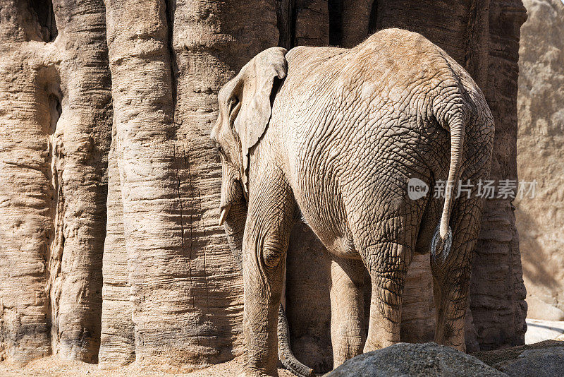 大象站在岩石前