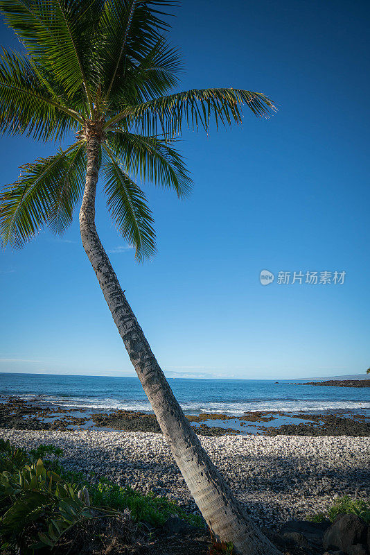 夏威夷熔岩海滩上的棕榈树