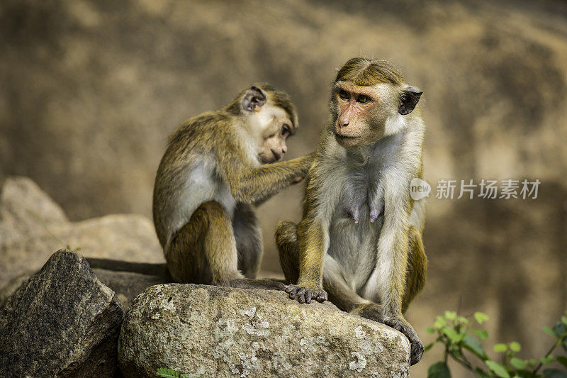 无边女帽猕猴