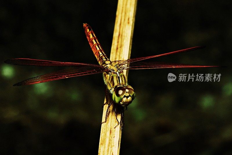 干树枝上的蜻蜓。