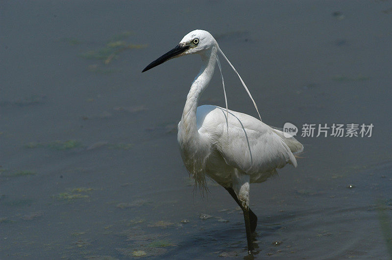 小白鹭(白鹭)