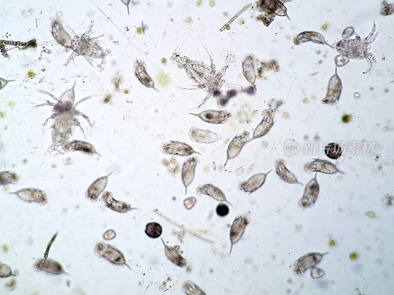 显微镜下的淡水水生浮游生物