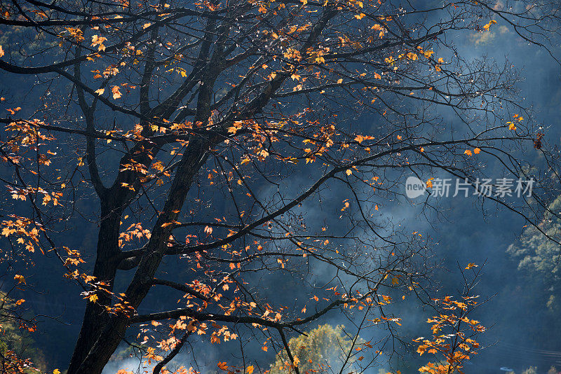 秋天的枫树在吉姆索普山烟雾映衬下的颜色