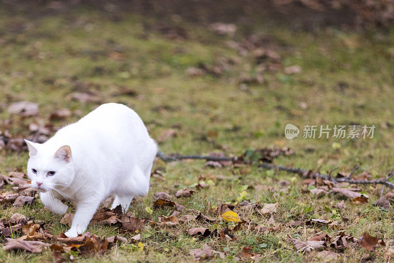 四岁的雌土耳其安哥拉猫在后院散步。