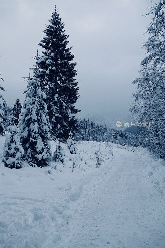 在欧洲阿尔卑斯山脉，冰雪覆盖的冬季景观和森林