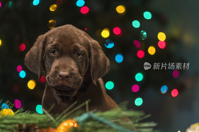 一只巧克力色的拉布拉多小狗坐在圣诞装饰品中间——8周大