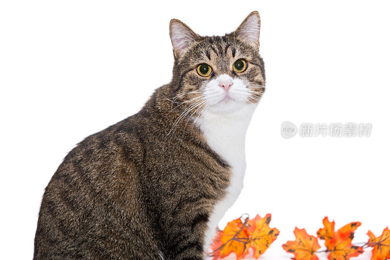 大灰猫和秋天的树叶