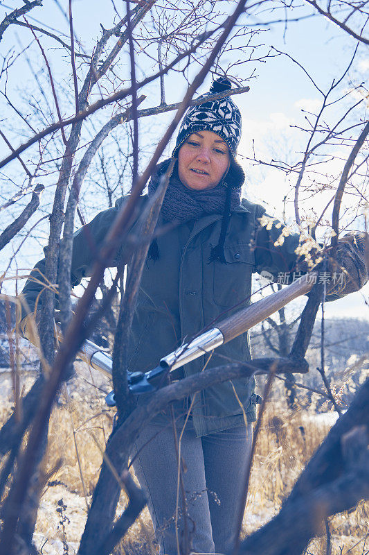 一个女人正在修剪她的蓝莓丛