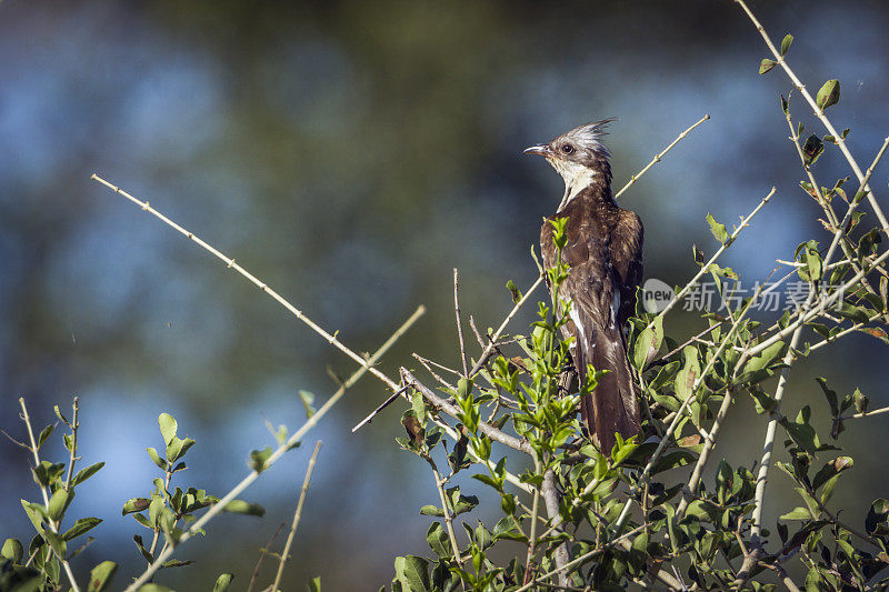 南非克鲁格国家公园里的布谷鸟