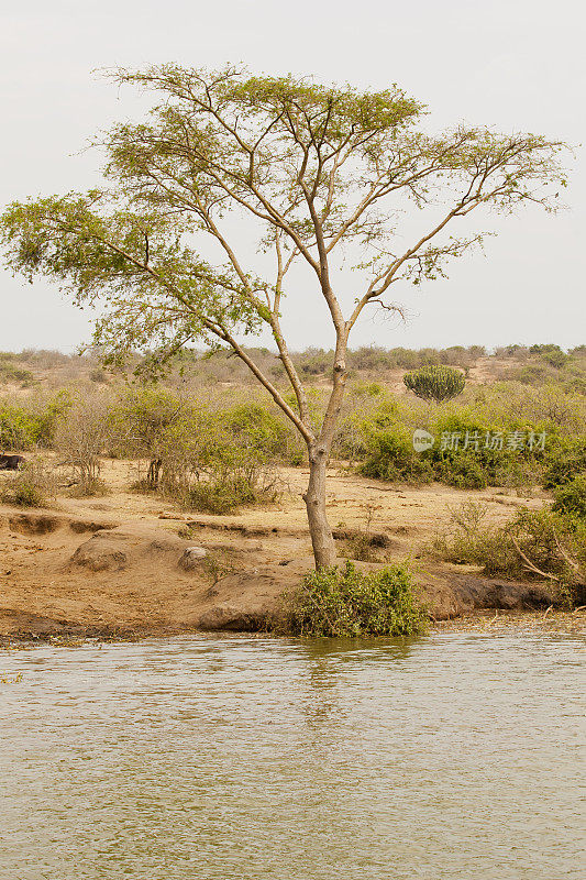 在伊丽莎白女王国家公园河岸的非洲金合欢树