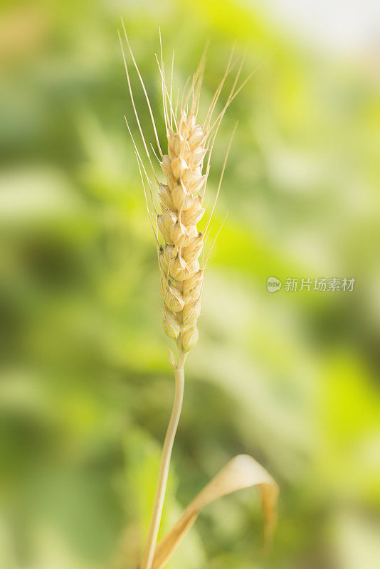 成熟的小麦的耳朵