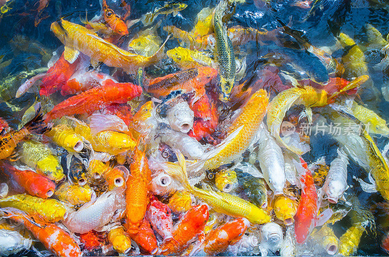 池塘里游着花式鲤鱼鱼，彩色鲤鱼鱼