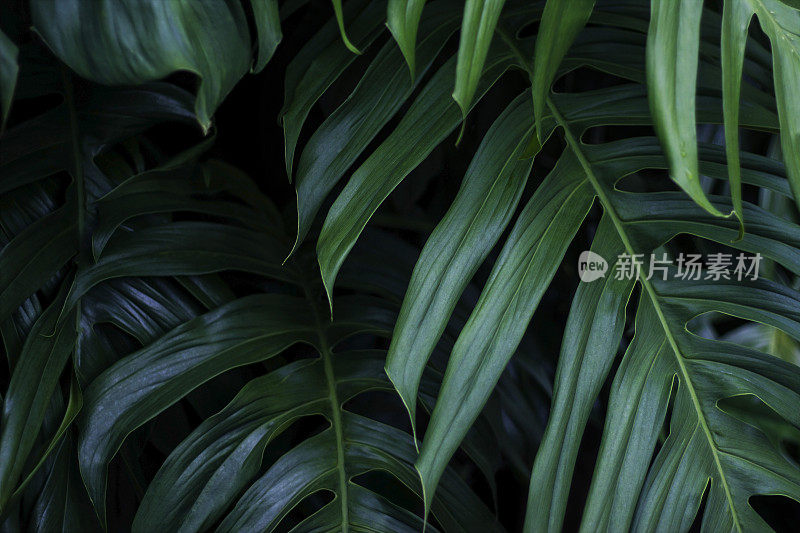 热带绿叶深色背景，自然夏季森林植物概念