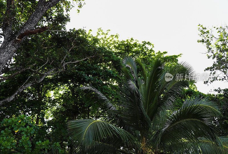 安斯塔卡马卡海滩的热带植物。马埃岛西部。塞舌尔