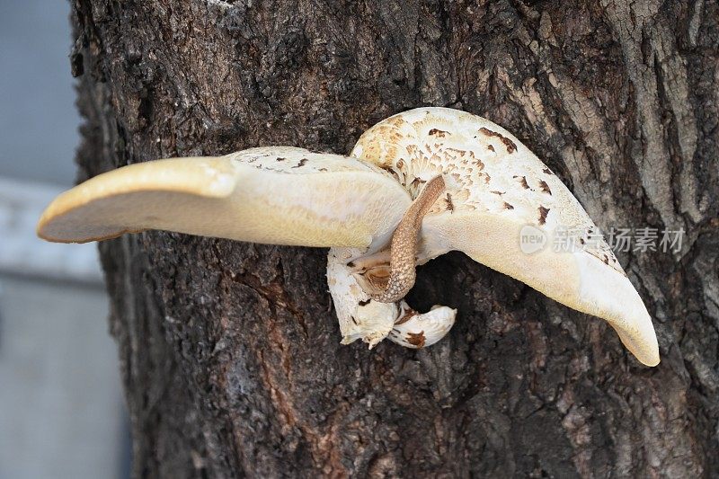 一种生长在树上的真菌