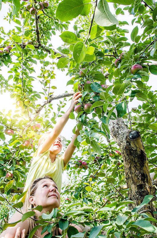 秋天的一天，年轻的女孩在妈妈的肩膀上摘苹果树