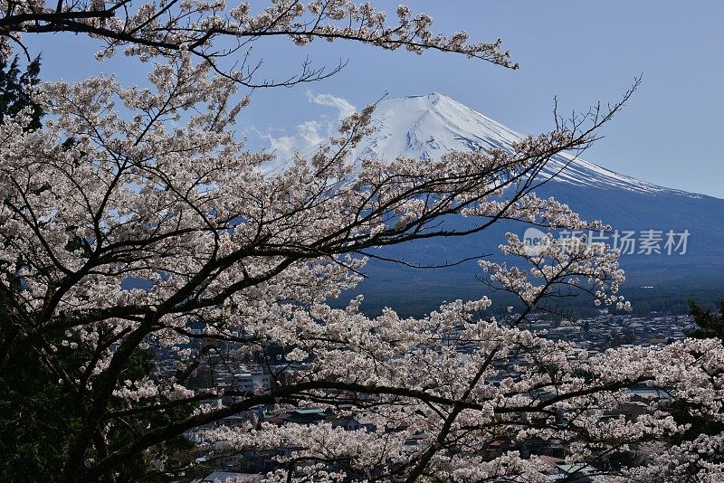 樱花盛开的富士山，取自富士吉田市