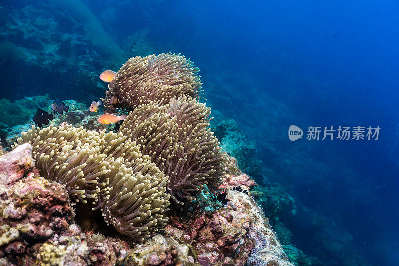 海底小丑鱼海葵臭鼬鱼(海葵)在华丽的海葵(异型海葵)珊瑚