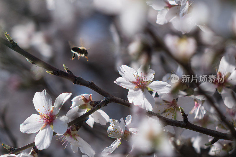 杏花上的蜜蜂