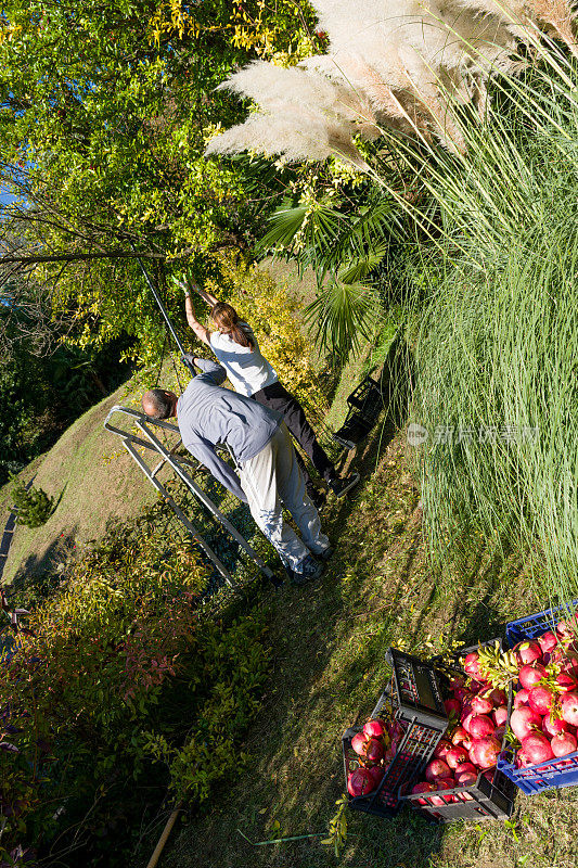 从树上采摘自家种植的石榴