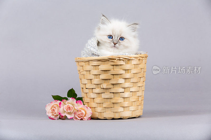 西伯利亚小猫的肖像，摄影棚拍摄