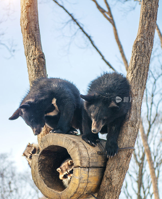 两只小熊和浣熊一起在树上玩耍，浣熊带着木头逃离了熊。