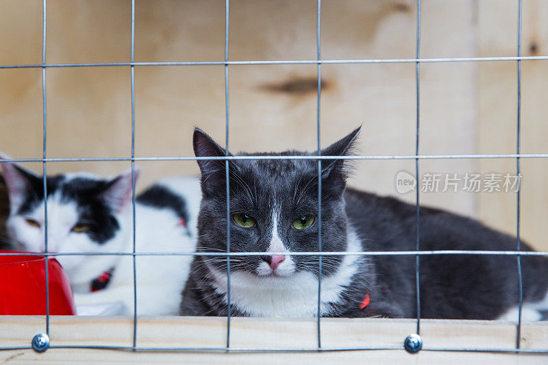 猫在动物收容所的笼子里