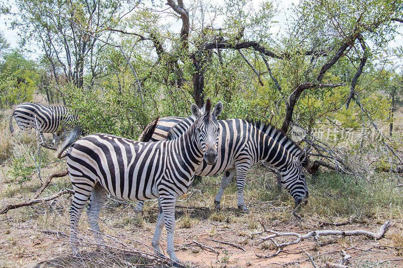 南非:波切尔的斑马
