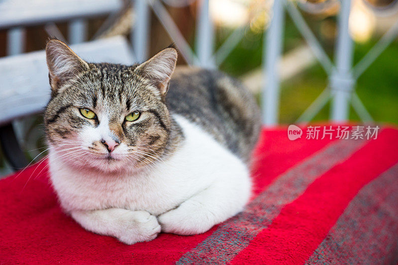 近距离的肖像放松的猫躺在长凳上看着相机