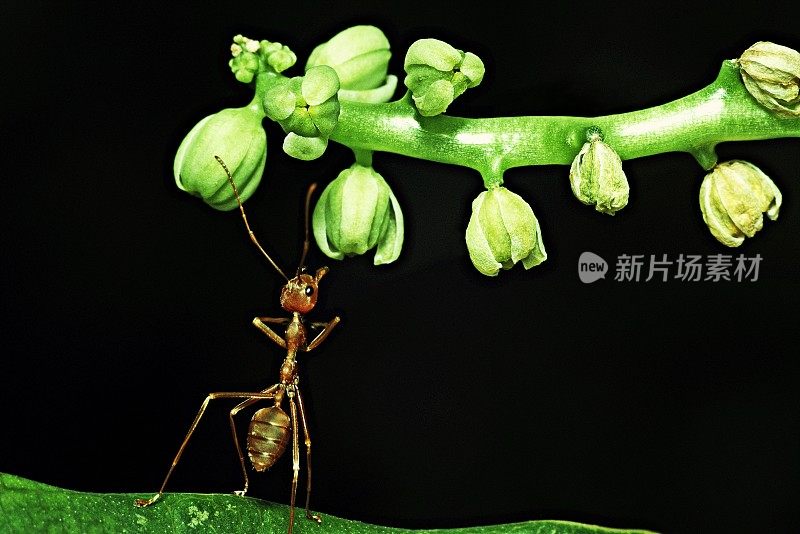 蚂蚁试图爬到野花上。