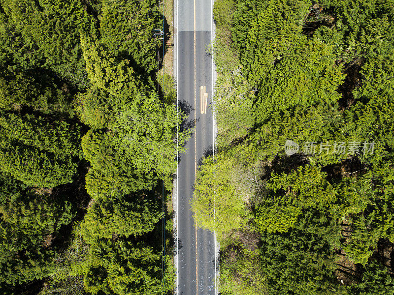 森林中笔直的道路鸟瞰图