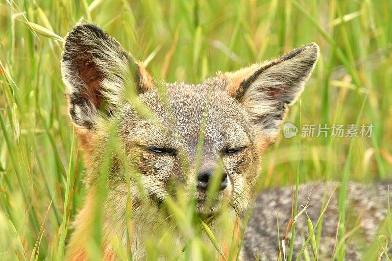 岛狐狸