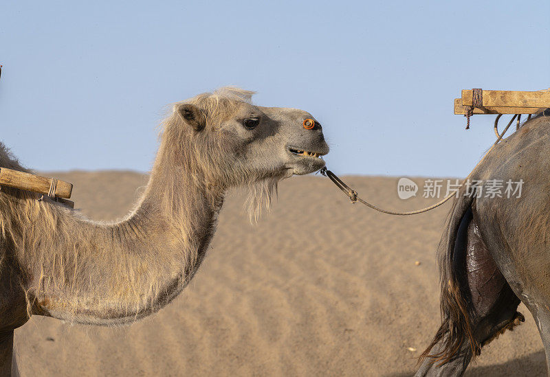骆驼商队在沙漠上行走