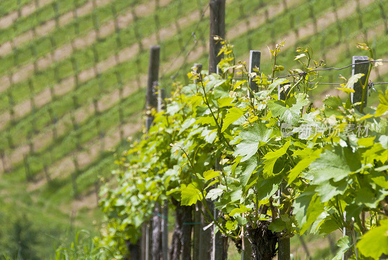 位于奥地利斯蒂里亚南部著名的葡萄酒产区的葡萄园