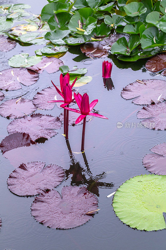 紫红色的睡莲在夏天的雨下盛开