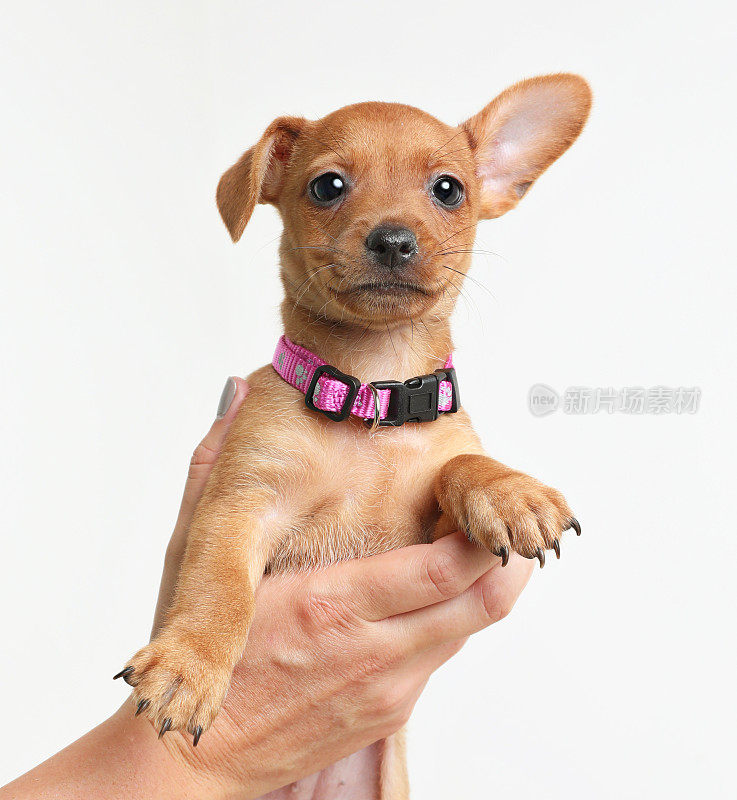 吉娃娃犬是一种混合品种的小狗，目前在动物收容所等待被收养。6周大。