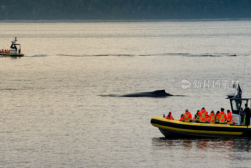 十二生肖船和不认识的乘客观看座头鲸